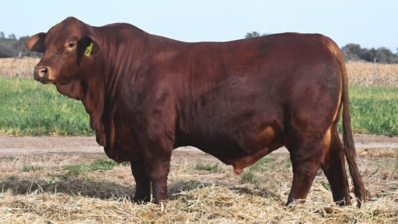 LOTE 12 QUILPO 3721 MUNDIAL