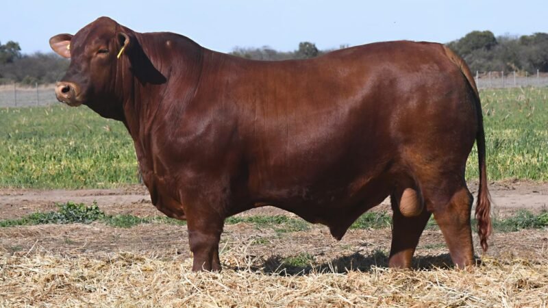 LOTE 13 QUILPO 3635 MUNDIAL