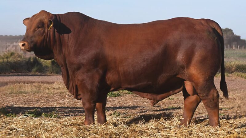 LOTE 14 QUILPO 3615 SORPRESA