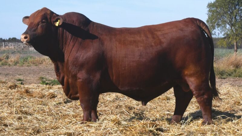 LOTE 15 QUILPO 3597 SORPRESA
