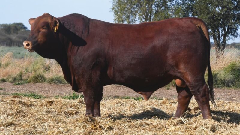 LOTE 17 QUILPO 3605 SORPRESA