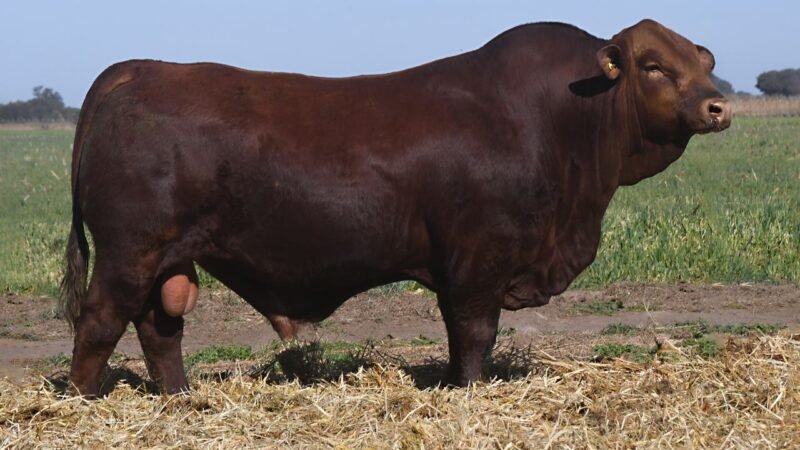 LOTE 18 QUILPO 3445 PROFESOR