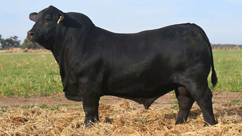 LOTE 19 QUILPO 3679 NESTUM