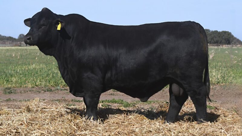 LOTE 2 QUILPO 3717 CAYENNE