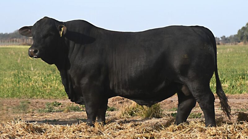 LOTE 25 QUILPO 3595 VIAMONTE