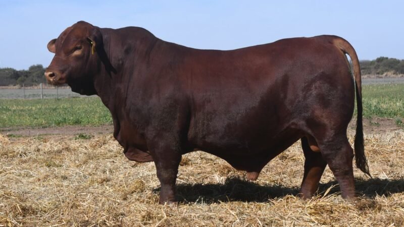 LOTE 26 QUILPO 3529 VIAMONTE