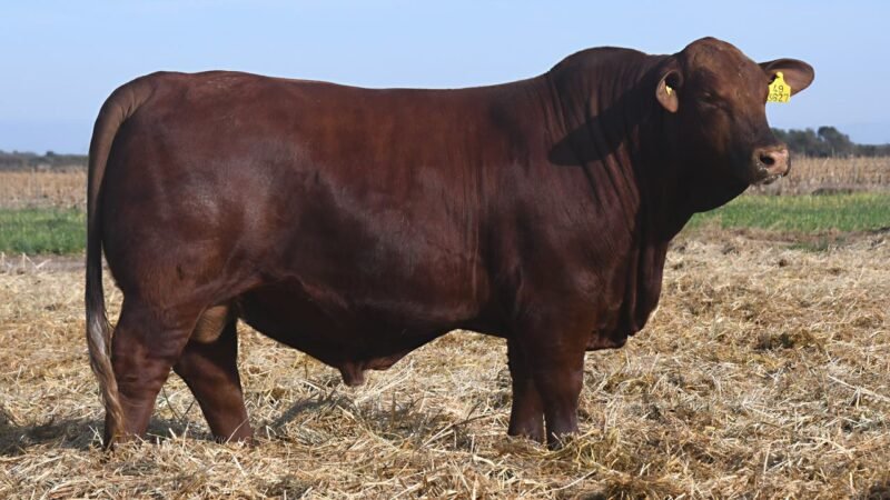 LOTE 27 QUILPO 3627 VIAMONTE