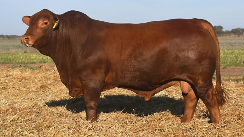 LOTE 28 QUILPO 3579 VIAMONTE