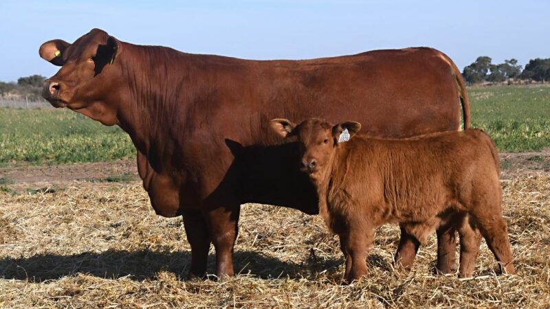 LOTE 31 QUILPO 2304 ACORAZADO