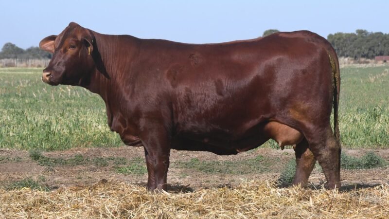 LOTE 32 QUILPO 576 CONCRETO