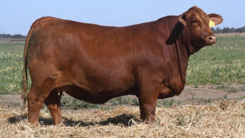 LOTE 33 QUILPO 2402 MUNDIAL
