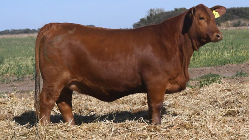 LOTE 35 QUILPO 2450 CAYENNE