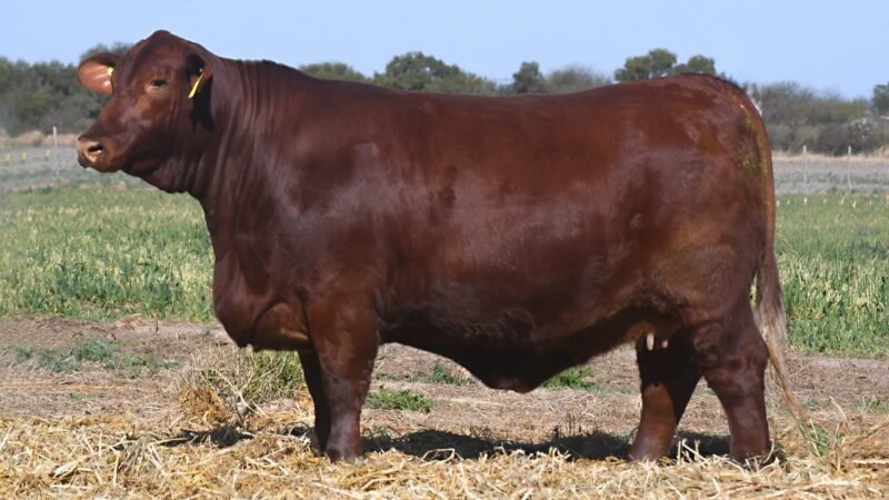 LOTE 36 QUILPO 2380 CAYENNE