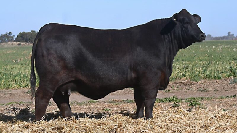 LOTE 39 QUILPO 2396 CAYENNE