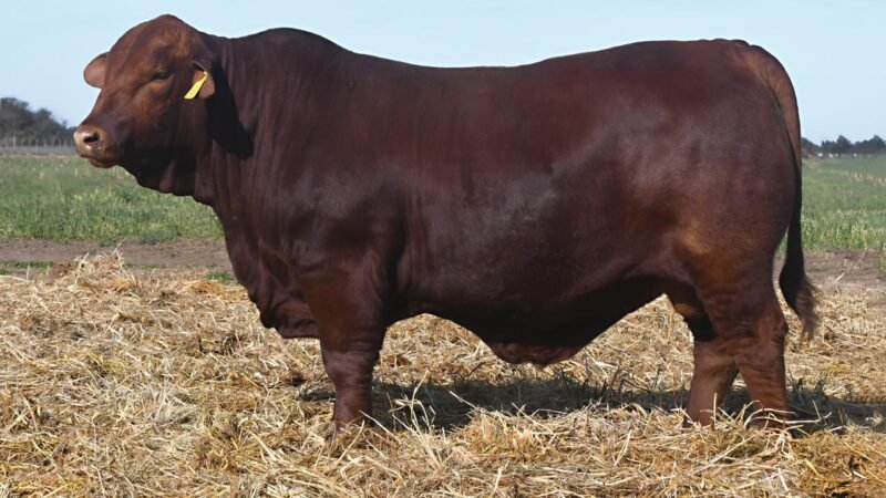 LOTE 4 QUILPO 3667 CAYENNE