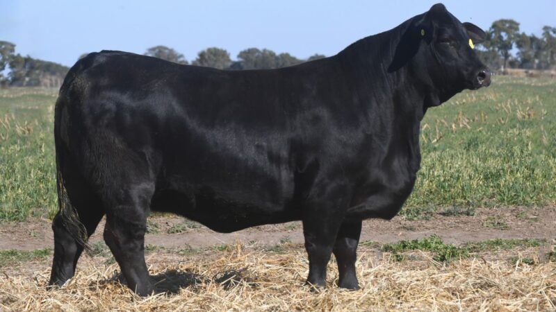LOTE 40 QUILPO 2432 NESTUM