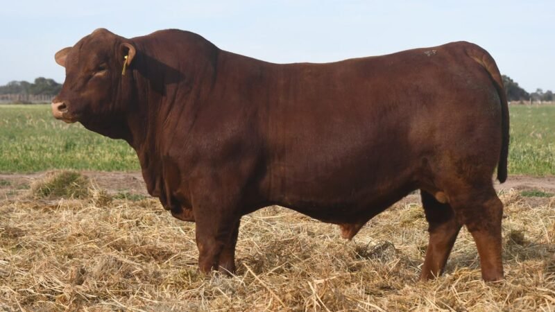 LOTE 9 QUILPO 3649 MAITEN