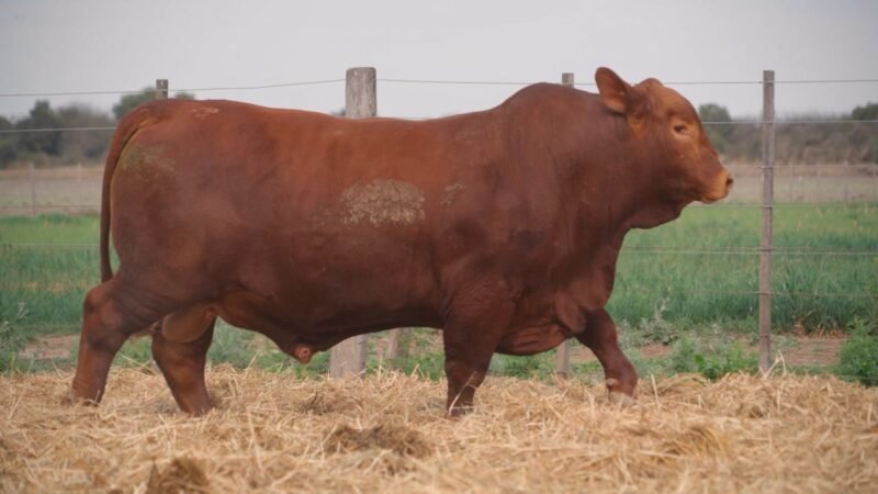LOTE 16 QUILPO 3601 SORPRESA