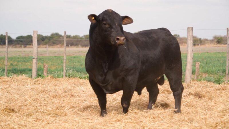 LOTE 20 QUILPO 3523 NESTUM