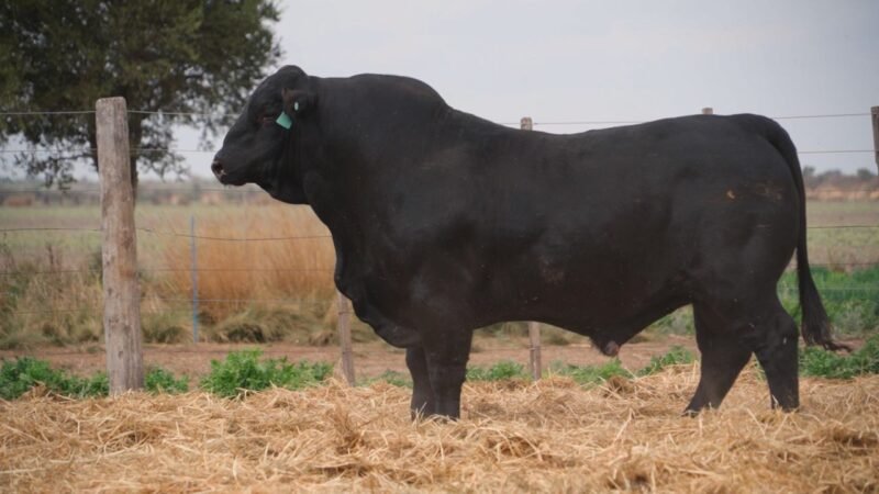 LOTE 22 QUILPO 3543 P 7303 ESP