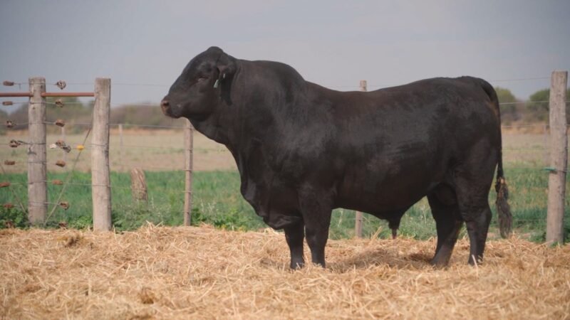 LOTE 23 QUILPO 3563 P 7303 ESP