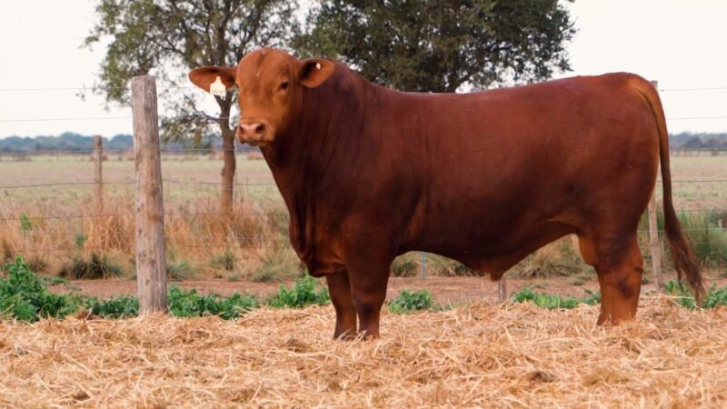 LOTE 29 QUILPO 3691 VIAMONTE