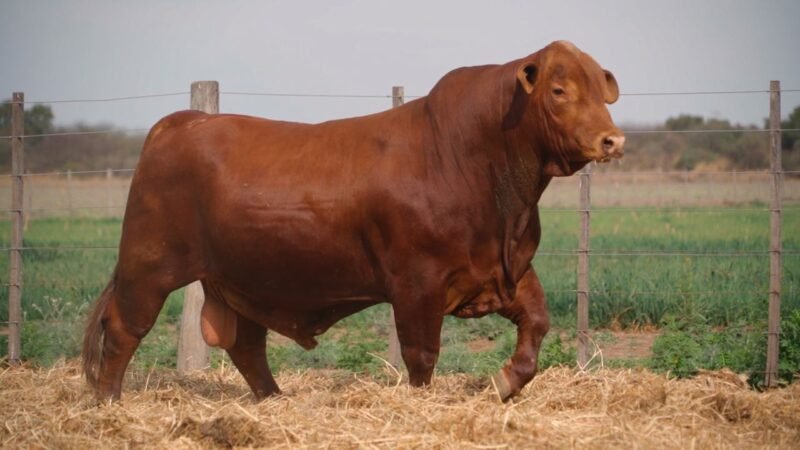 LOTE 30 QUILPO 761 VIAMONTE