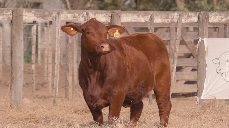 LOTE 38 SALINERA 2727 CAYENNE