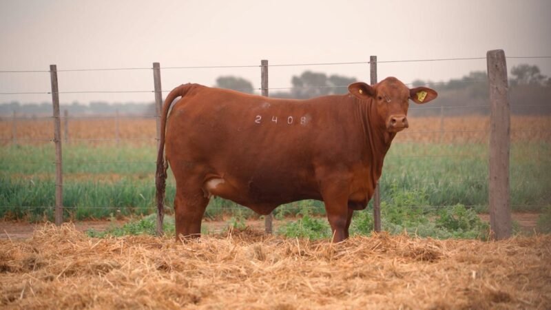 LOTE 43B QUILPO 2408 VIAMONTE