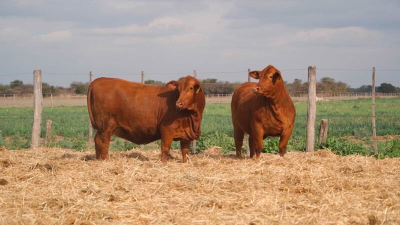 LOTE 44A QUILPO H104 CAYENNE