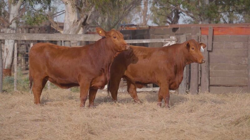 LOTE 45A SALINERA 2726 CAYENNE