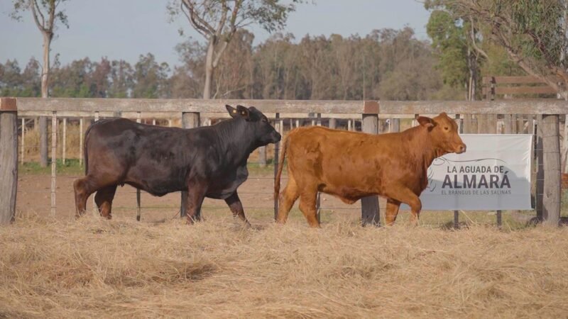 LOTE 46A SALINERA 2855