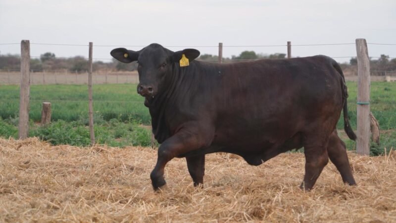 LOTE 47 QUILPO 2436 MATEO