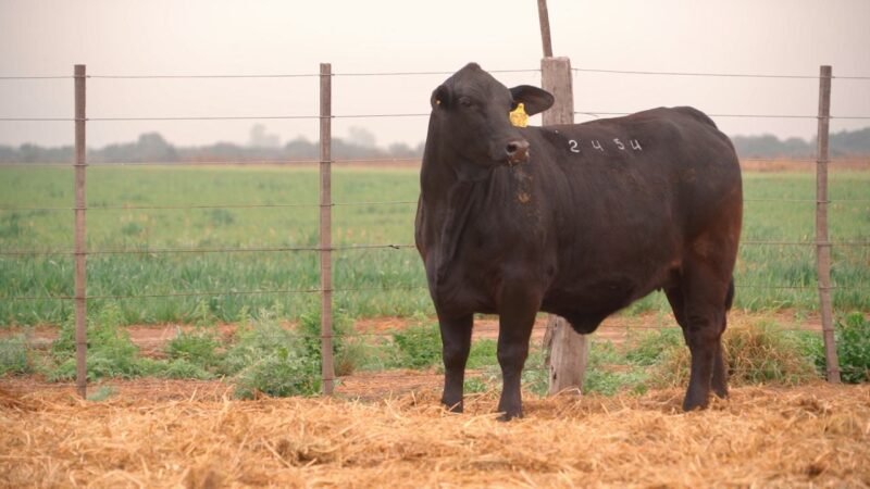 LOTE 48 QUILPO 2454 P 8473 LUK