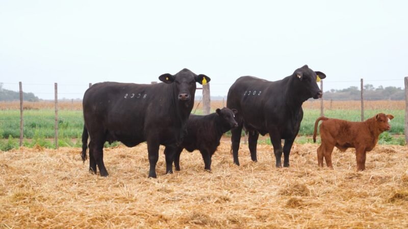 LOTE 49A QUILPO 2338 P 7303 ESP