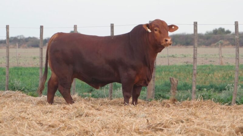 LOTE 5 QUILPO G268 CAYENNE