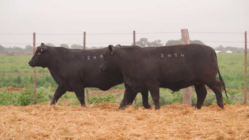 LOTE 50A QUILPO 2460 P 8473 LUK