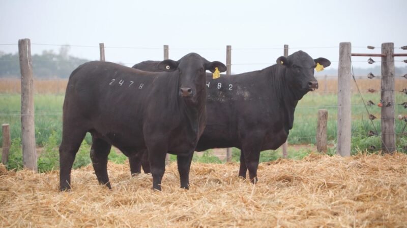 LOTE 51A QUILPO 2482 Q 3190 2907