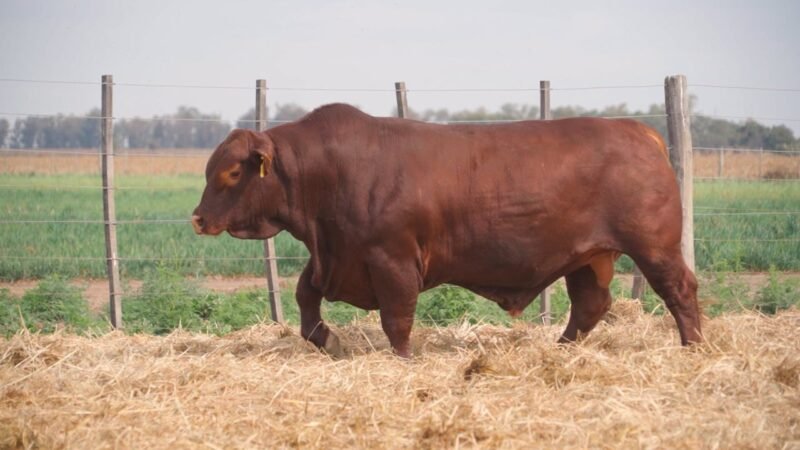 LOTE 6 QUILPO G229 CAYENNE
