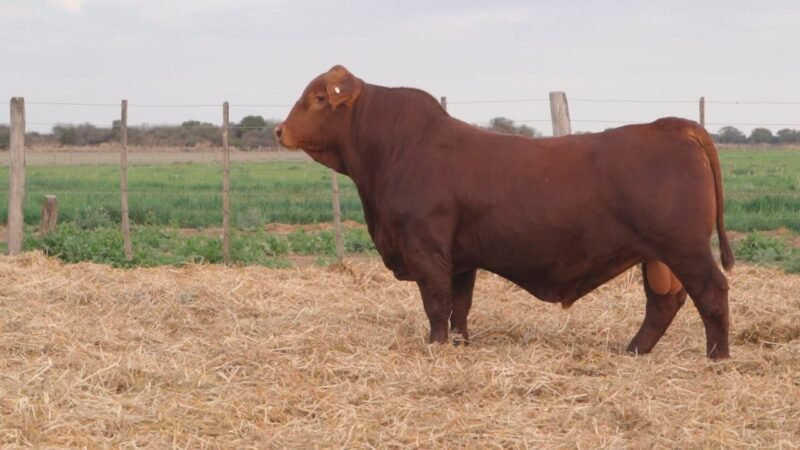 LOTE 8 QUILPO 3641 CAYENNE